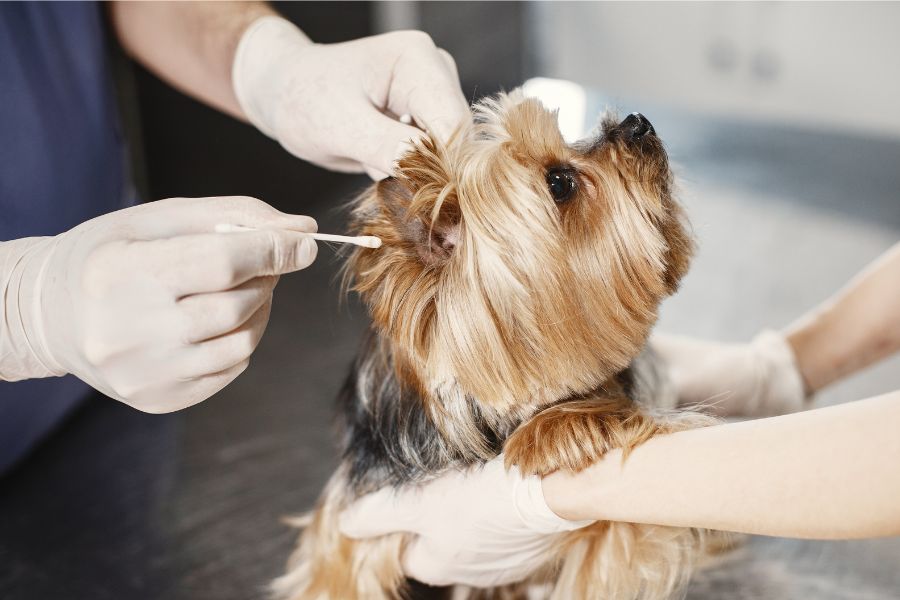 A vet cleaning a dog ear