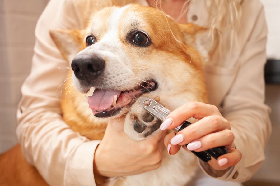 dog getting a nail trim at a vet clinic