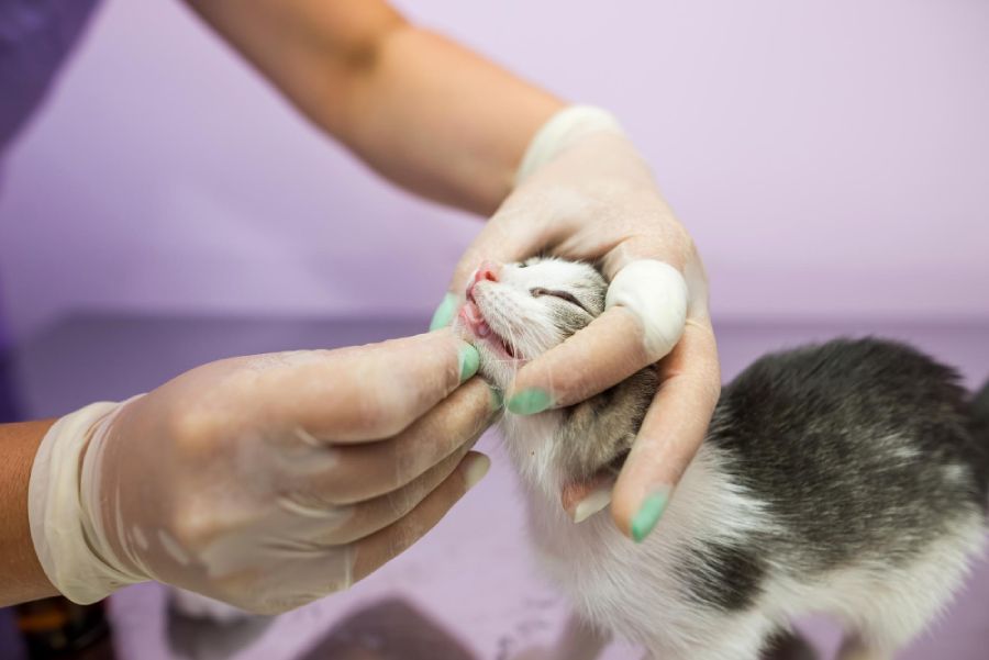 vet examining a cat in the clinic
