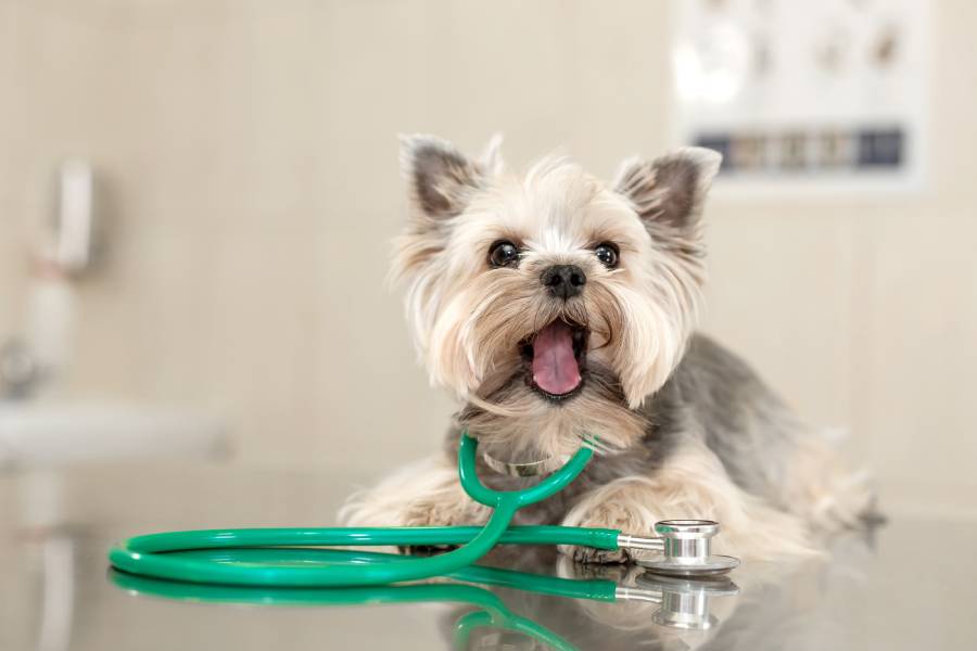 dog with a stethoscope around his neck