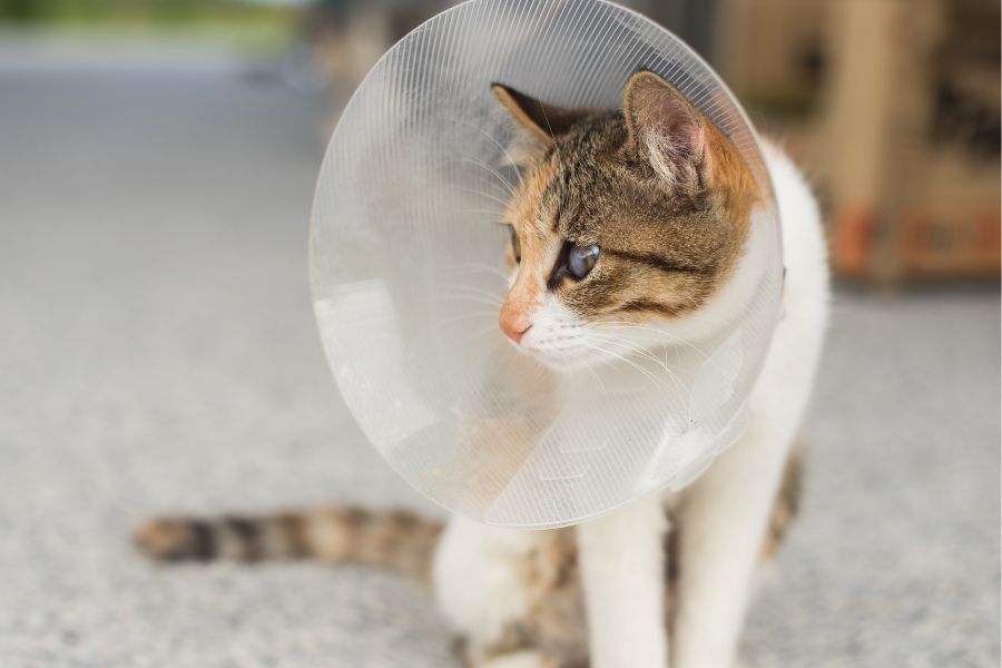 a cat with a cone on her head.