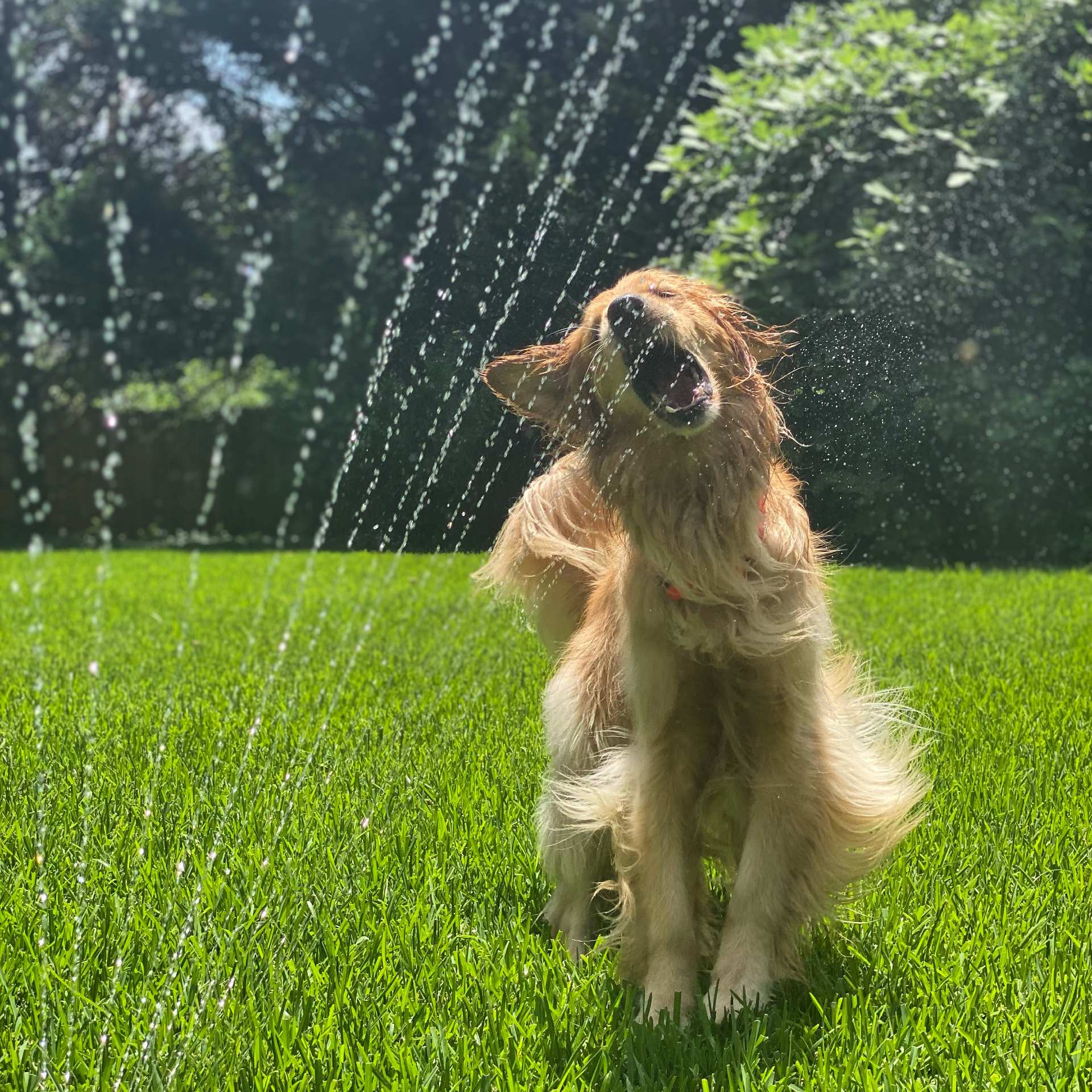 dog enjoying the sprinkler in the garden