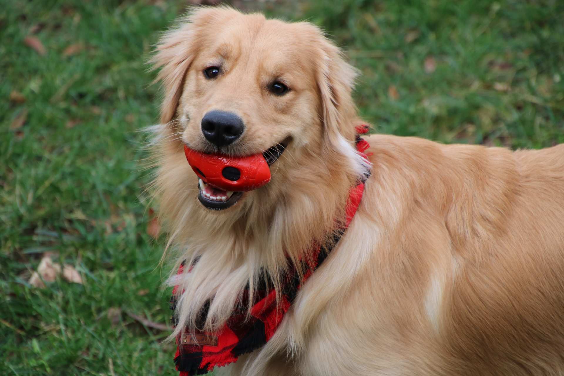 a dog with a red ribbon