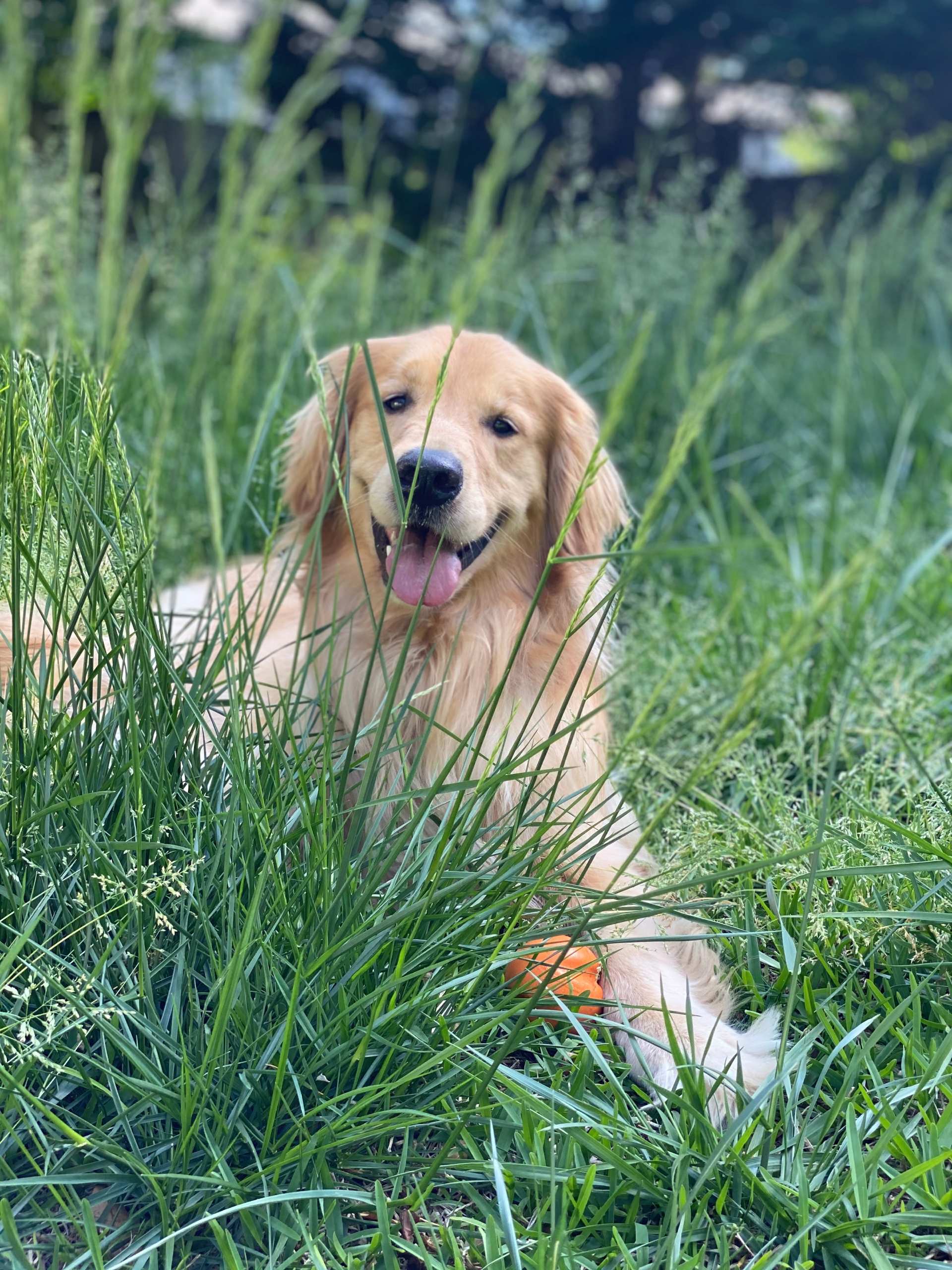golden retriever dog lying in the grass