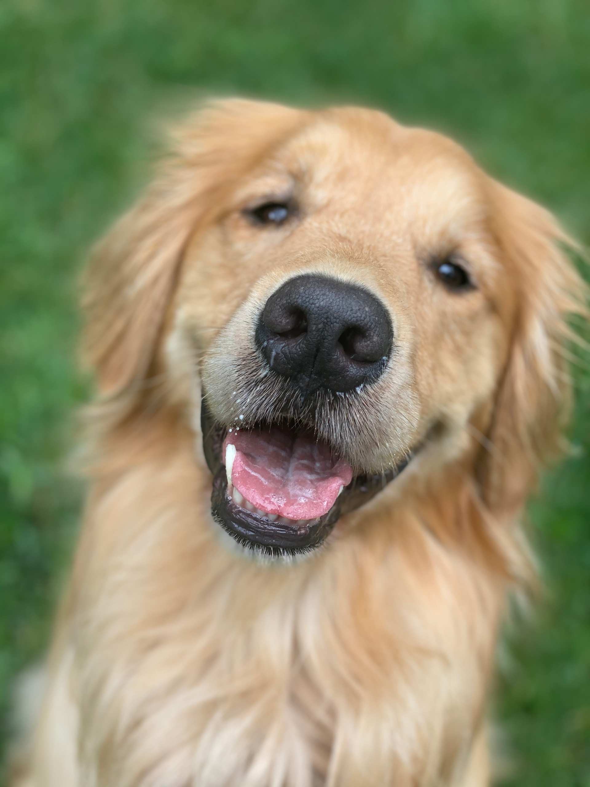 a dog with a big smile