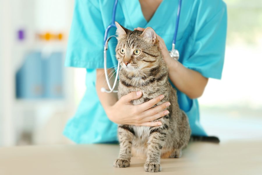 veterinarian examining a cat with stethoscope