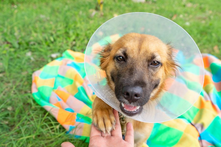 happy dog wearing surgery cone